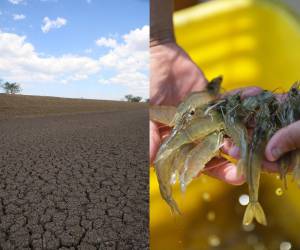 Ante el cierre de mercado en Taiwán y México, al menos 250 fincas productoras de camarón tuvieron que cerrar. ¿Cuáles son los motivos de la problemática?