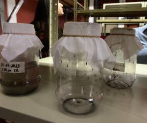 Salud entregó en frascos los mosquitos infectados de Wolbachia a familias de unas 50 colonias que abarca el CIS de El Manchén.