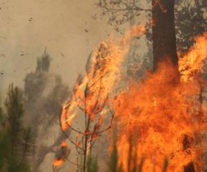 Las fuertes llamas de los incendios forestales causan severos daños en los bosques.