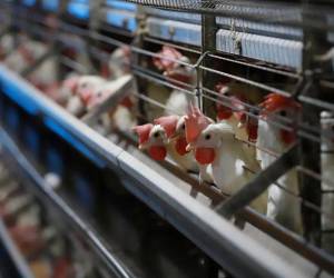 Las autoridades sacrificarán ahora a los aproximadamente 80,000 animales de la instalación, siguiendo el protocolo de seguridad.