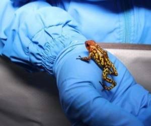 De aspecto muy colorido, los anfibios iban a ser llevados a Brasil, pero probablemente posteriormente a Europa o Asia. Foto cortesía Ambiente Colombia