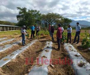 La Unag cuenta con más de 50 manzanas de tierra para cultivos y prácticas de campo para los estudiantes. Foto: El Heraldo