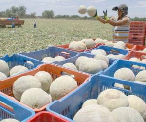 El cultivo de melón en Honduras ha sufrido por segundo año consecutivo los efectos del cambio climático.