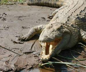 Las autoridades tuvieron que amenazar incluso a los aldeanos con llevarlos ante la justicia para que dejaran ir al cocodrilo. Foto ilustrativa.