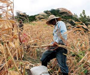 'Todos los países tenemos un problema de que si no tienes seguridad alimentaria ni cómo sobrevivir, te provoca una migración, y todos los países centroamericanos lo estamos sufriendo', señaló Elvis Rodas, viceministro hondureño de Recursos Naturales y Ambiente.