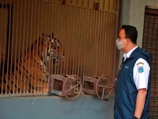 En esta fotografía difundida por el gobierno de la provincia de Yakarta, Anies Baswedan, gobernador de Yakarta, visita a uno de los dos tigres de Sumatra que se contagiaron de COVID-19 en el Zoológico Ragunan, el 31 de julio de 2021, en Yakarta, Indonesia. (Dadang Kusuma WS/Gobierno de la provincia de Yakarta vía AP).