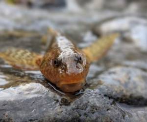 Esta es una especie de pez extremadamente rara denominada Romanichthys valsanicola, considerada un 'fósil viviente'.