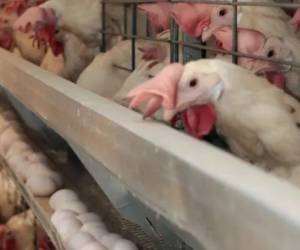 La federación aseguró que el consumo de pollo y huevo es seguro, pese al caso de influenza aviar que se registró en una granja avícola.