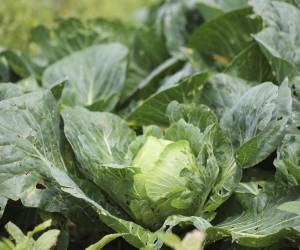 La rellamada de productos no solo afecta a las bolsas de lechuga iceberg, también a todas las mezclas y kits para ensalada que incluyen hojas o trozos de ese tipo de lechuga, distribuidas a casi la mitad de los estados de Estados Unidos.