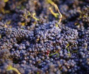 En esta imagen del viernes 28 de agosto de 2014, se ven uvas reciÃ©n cosechadas en Napa, California. (AP Foto/Eric Risberg, Archivo)