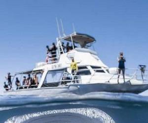 Las personas en el barco no se dieron cuenta de lo que estaba pasando bajo su embarcación.