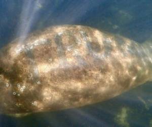 El mamífero acuático fue avistado el fin de semana en el río Homosassa, en el condado de Citrus. Foto: Chronicle Online