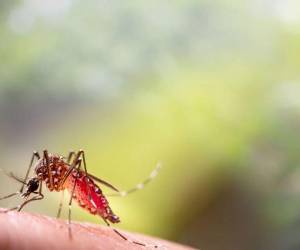 El zancudo transmisor del dengue ya deja 8,072 contagios acumulados en lo que va del año y tres muertes confirmadas.