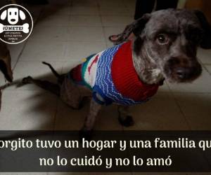 Jorgito es un perro con discapacidad que vive en una de las casas cunas de la Asociación de Rescatistas Independiente (ARI). El perrito está listo para ser adoptado. Jorgito fue uno de los protagonistas de nuestra campaña ¡Ayudemos a una patita amiga! que lanzamos en nuestras plataformas sociales. Fotos: Emilio Flores/El Heraldo