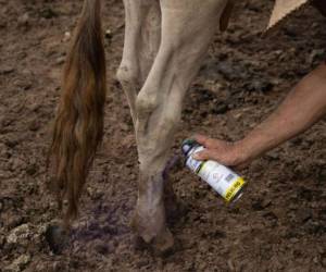 El caso fue corroborado por el Servicio Nacional de Sanidad, Inocuidad y Calidad Agroalimentaria (Senasica) y la Comisión México–Estados Unidos para la Prevención de la Fiebre Aftosa y otras Enfermedades Exóticas de los Animales (CPA).