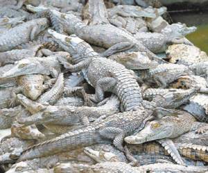En la granja Continental hay alrededor de 7,500 cocodrilos.