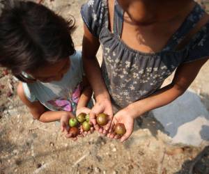 Las familias del corredor seco de Honduras están expuestas a la hambruna. Contaron a EL HERALDO que se alimentan con ciruelas.