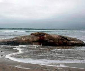 La ballena vomitó cinco bolsas durante la fallida operación de salvamento. (Foto: AFP)