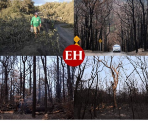 Los bomberos australianos realizaron una operación secreta para salvar los pinos de Wollemi (Wollemia nobilis), especies prehistóricas conocidas como 'árboles dinosaurios', de los voraces incendios que asolan el sureste australiano espoleados por el cambio climático. Foto: Agencia AFP.