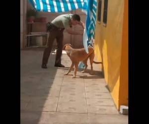 La perra lloraba de la desesperación de estar amarrada en el toldo.