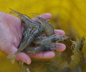 En mayo podría exportarse de nuevo camarón a México.