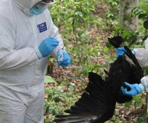 Los primeros casos de influenza aviar que se registraron este año en el territorio fue en zopilotes en el departamento de Lempira.