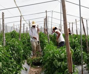 Las autoridades indicaron que fortalecerán los programas de apoyo a los pequeños y medianos productores del país.