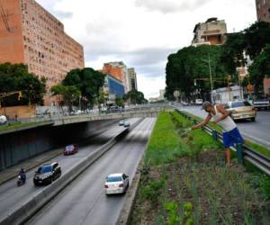 Forzados por los altos precios de los alimentos y los bajos salarios en un escenario de alta inflación que condena a millones a vivir en pobreza, muchos venezolanos tratan de aprovechar casi cualquier espacio, incluso los costados de las grandes avenidas de la capital venezolana, para sembrar hortalizas y verduras. Foto: AP