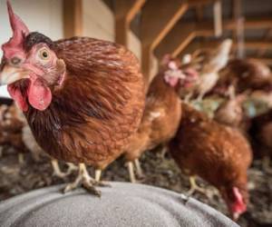 Las granjas del país danés están en alerta por el contagio que se ha originado por lo que tienen encerradas sus gallinas. (Foto: FM Acuario)