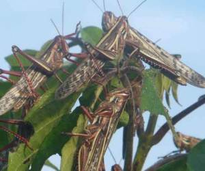 La langosta centroamericana, según un informe técnico del OIRSA,'es una especie de polífagas' que pueden afectar a más de 400 especies de plantas.