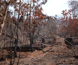 El bosque joven es el que más daños sufre durante los incendios forestales en La Tigra.