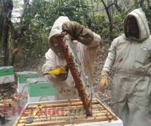 El personal a cargo de la manipulación de las colmenas se protege. Fotos: Juan Flores/EL HERALDO