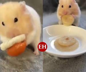 Su propio dueño confesó que se trata de un pasatiempo, señalando que muchos de los usuarios están comenzando a seguir sus pasos.