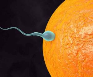 Los óvulos falsos se insertarían en el útero de las mujeres y los espermatozoides se quedarían ahí antes de llegar a los embriones naturales. (foto: Telemundo)