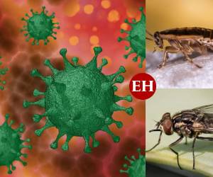 Tanto las moscas como cucarachas domésticas no pueden contagiarse ni transmitir el covid-19 según estudio.
