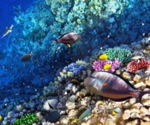 Honduras tiene el arrecife más grande del mundo después de la Gran Barrera de Coral en Australia. Foto: EL HERALDO.