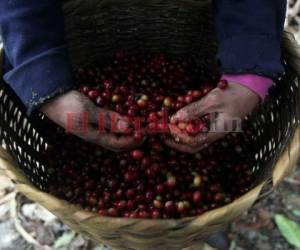 En el proceso de comercialización los productores pierden más de L 2,000 millones por cosecha, en diferentes descuentos. FOTO EL HERALDO