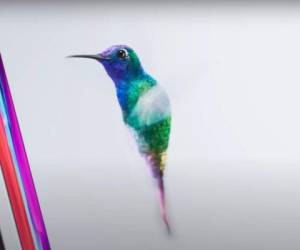 El colibrí esmeralda es la imagen del nuevo Ipad Pro de Apple.