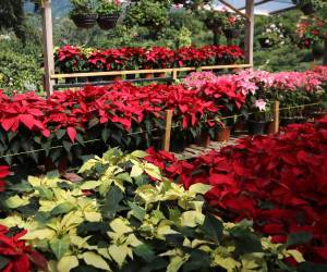 Los viveros en el kilómetro 5 de Valle de Ángeles ya venden Pascuas. Variedades, precios y colores alegran la temporada navideña.