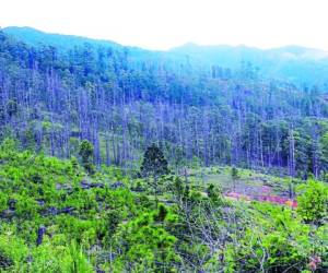 En algunas zonas de la capital se observa que no hay bosque. Foto: EL HERALDO.