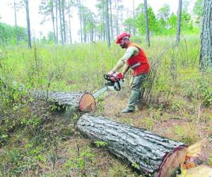 El bosque de Honduras ha estado sometido al consumo inclemente de los seres humanos y ahora el compromiso ante el mundo es recuperar un millón de hectáreas en los próximos 12 años.