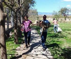 Los venados fueron sacados uno por uno de las haciendas en las que estaban sin el permiso correspondiente, emitido por el ICF.