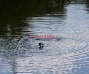 Miles de haitianos cruzan de forma ilegal por Honduras tratando de huir del infierno de su país, pero viven una pesadilla en el trayecto. Foto: Johny Magallanes / EL HERALDO.