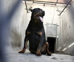 Una investigación de las autoridades reveló que la dueña del perro, que no reaccionó durante el ataque. (Foto: Ahora Noticias)