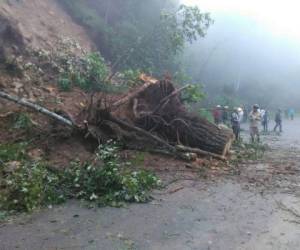 El alud hizo que un árbol cediera hasta la carretera que conduce hasta Marcala.