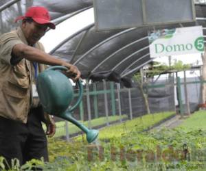 Don Ceferino Ramírez es quien cuida las plantas en el vivero ubicado en el ICF. (Fotos: Alejandro Amador / EL HERALDO)