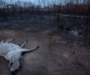 Un bovino muerto en una de las zonas afectadas por las llamas cerca de Porto Velho, en la Amazonia. El fuego ha devastado esta selva por más de 20 días, dejando daños y muertes de animales. Foto: EFE