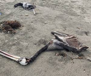 La influenza aviar puede contagiar todo tipo de “aves de traspatio (pavos, patos, pollos y gallos de pelea)” y granjas comerciales, dijo Senasa.