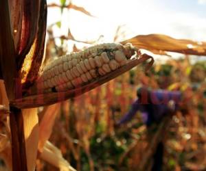 Las cosechas en el sur se han perdido por la falta de lluvias. Foto: Alex Pérez/EL HERALDO