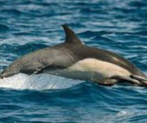 Un estudio realizado entre 2008 y 2018 indicó que un promedio de 18 cetáceos mueren al año cerca de Toscana. Imagen ilustrativa. Foto: AFP.